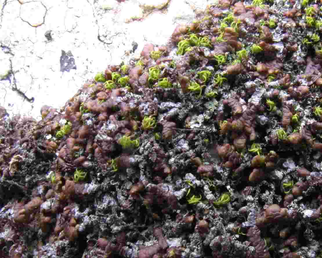 [Normandina pulchella]